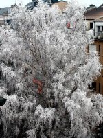 frosted tree.JPG