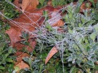 frozen cobweb frost.JPG
