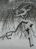 snowy tree.JPG