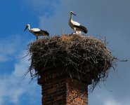 stork nest.jpg